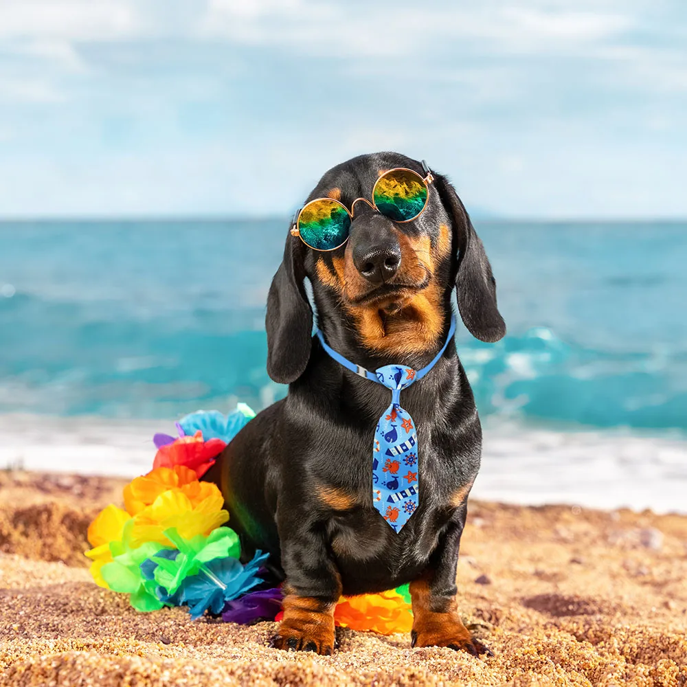 50 stücke Hund Pflege Kleine H – Pet Supplies Coupon Bewertung und Preis