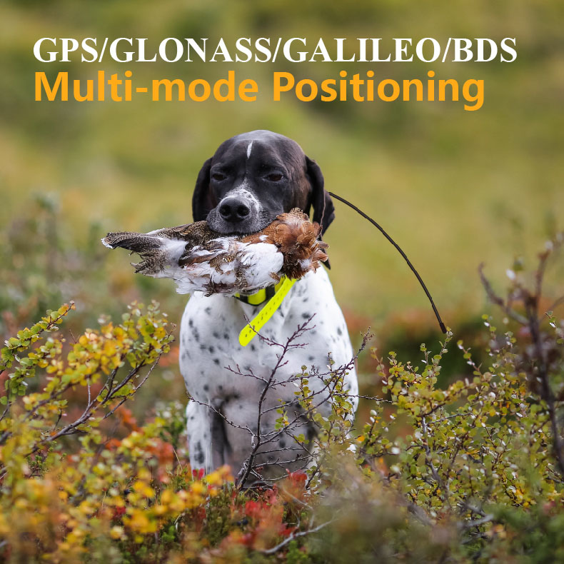 Globaler GPS-Haustier-Tracker  – Pet Supplies Locations Bewertung und Preis